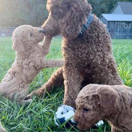 Bordoodle and Poodle Puppies from Poo's Doo's & Inu's