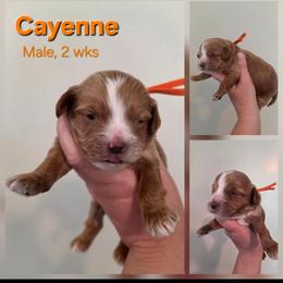 Cayenne - Brown male Cavapoo puppy in Syracuse, Utah from Just Doodling Dogs
