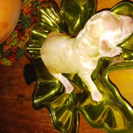 Girl 1 - Cream Poodle puppy in Huntington, Texas from Pawsome Poodles