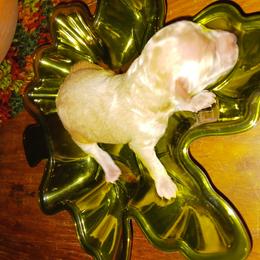 Girl 1 - Cream Poodle puppy in Huntington, Texas from Pawsome Poodles