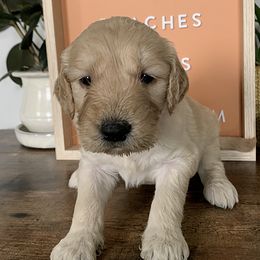 Goldendoodles and Golden Retrievers from Polk Pups