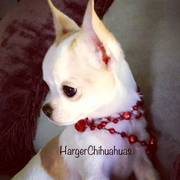 Chihuahua Puppies from Harger Chihuahuas