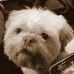 Shih Tzu Puppies from Shantii's Shih Tzu's