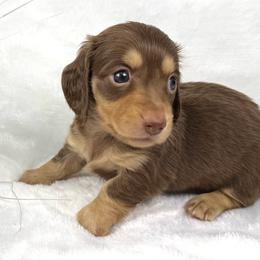 Reba - Chocolate and cream female Dachshund puppy in Mesquite, Texas from AB Dachshund