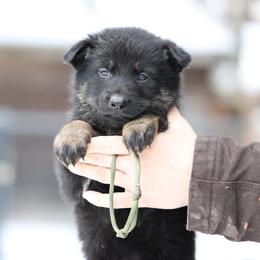 Stella - Bi-color female German Shepherd puppy in Augusta, West Virginia from Vom Haus Highlands