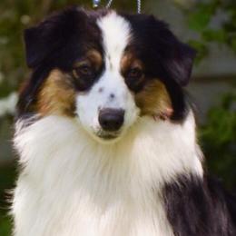 Dani - Australian Shepherd
