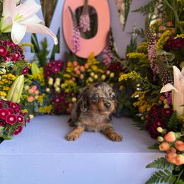 Pete - Dapple male Dachshund puppy in Wills Point, Texas from Duck Creek Farm