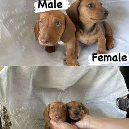 Dachshund Puppies from Weenie Hut Jrs