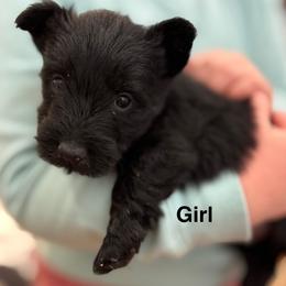 Girl 1 - Black female Scottish Terrier puppy in Wellston, Ohio from White Apple Kennel