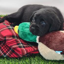 Labrador Retriever Puppies from Big Cypress labradors