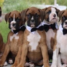 Armenian Gampr and Boxer Puppies from Moonlite Boxers