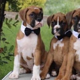 Armenian Gampr and Boxer Puppies from Moonlite Boxers