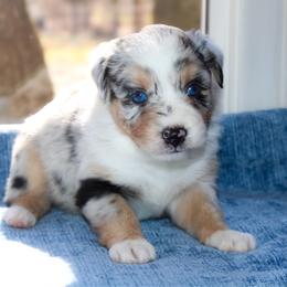 Kahlua - Blue merle female Australian Shepherd puppy in Coldwater, Michigan from Northern Star Australian Shepherds