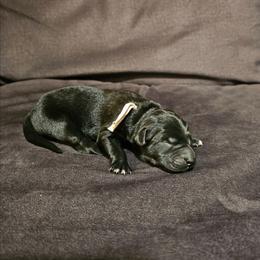 Gala - Black and white female Xoloitzcuintli puppy in Florissant, Colorado from Witching Hour Kennel