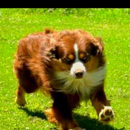 Reefer - Miniature Australian Shepherd