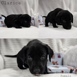 Clarice - Black female Labrador Retriever puppy in Boyd, Minnesota from Lindley Labradors