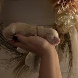 Wheatley - Cream female Cockapoo puppy in Anderson, South Carolina from Cackalacky Companions