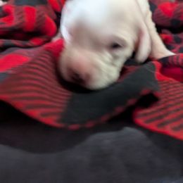 Female 3 - Orange belton female English Setter puppy in Holly, Michigan from Roos Farms English Setters