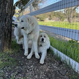 Great Pyrenees All Grown Up from McCarthy Ranchette