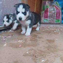 Boy 1 - Hulk - Black and white male Siberian Husky puppy in Coatesville, Pennsylvania from Amore Puppies