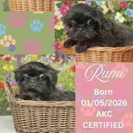 Rumi - female Shih Tzu puppy in Florida from Rock Creek Shih Tzus