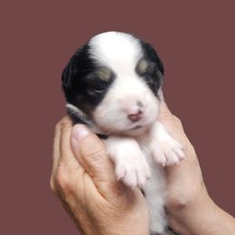 Golden Retriever and Toy Australian Shepherd Puppies from Triple-s-kennel