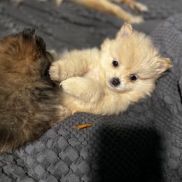 Pomeranian Puppies from Brandi’s Pomeranian Pups