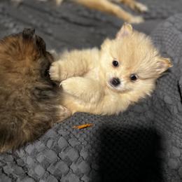 Pomeranian Puppies from Brandi’s Pomeranian Pups