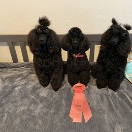 "Pink and her 7 mos old kids, Velvet and Chulo, relaxing after winning Best Brood Bitch in Show." Poodle Puppies from Kalein Miniature Poodles