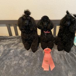 "Pink and her 7 mos old kids, Velvet and Chulo, relaxing after winning Best Brood Bitch in Show." Poodle Puppies from Kalein Miniature Poodles