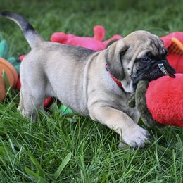 Bullmastiff Puppies from Tamar's Bullmastiffs (with Boundless Bullmastiffs)
