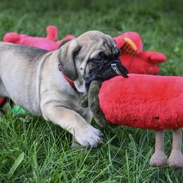 Bullmastiff Puppies from Tamar's Bullmastiffs (with Boundless Bullmastiffs)