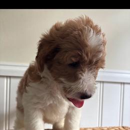 Daisy - Parti female Labradoodle puppy in Baldwin, New York from remiandraesweetdoodlesli