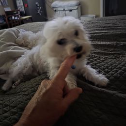 Tenn - Maltese