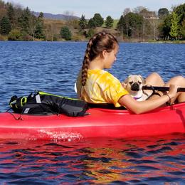 Pug Puppies from House of Briggs Pugs