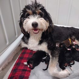 Bernedoodle and Goldendoodle Puppies from Donnasdoodlebugs