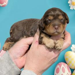 Larry - Brown male Cavapoo puppy in Coshocton, Ohio from Forever Family Puppies