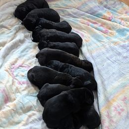 Cane Corso Puppies from Knepper Cane Corsos