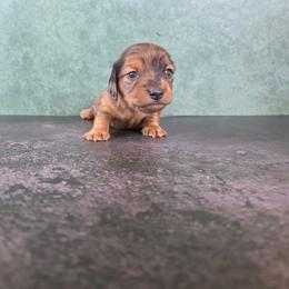 Boy 1 - Dapple male Dachshund puppy in Fallon, Nevada from Butterbean Dachshunds