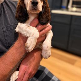 Cypress - Liver white and tan male English Springer Spaniel puppy in Arcadia, Florida from Redemption Fields Springer Spaniels