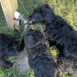 Schnoodle Puppies from Gunnie Luv, LLC
