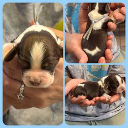 Moon - Liver white and roan male English Springer Spaniel puppy in Billings, Montana from M&M Fuzzy Bottom Friends