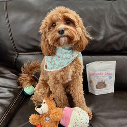 Pearl - Cavapoo