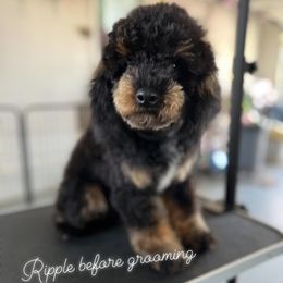 Ripple - Poodle