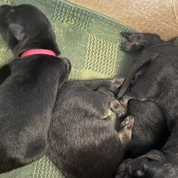 Girl 1 - female German Shepherd puppy in Rolesville, North Carolina from Ransomshire Shepherds