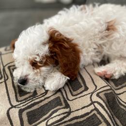 Boy 3 - Blenheim male Cavapoo puppy in Mc Connellsburg, Pennsylvania from Mumma’s Standard Poodles