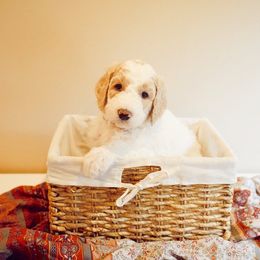 Sheepadoodle Puppies from Evergreen Mountain Doodles