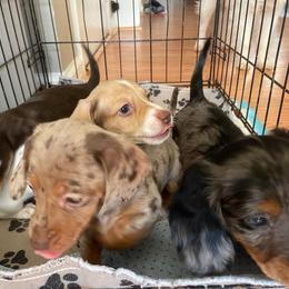 Dachshund Puppies from L & J Kennel