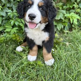 Bernese Mountain Dog Puppies from Blair Berners