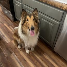 Buddy - Sable male Collie puppy in Chilhowie, Virginia from Jolly Collies & Kingdom Elite Yorkshire Terriers